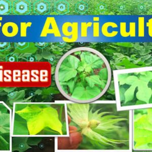 AI Crop Disease Screening
