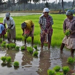 Agricultural Labour Matching