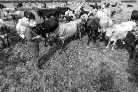 Breed Selection Consultation