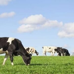 Cattle Purchase Verification Assistance