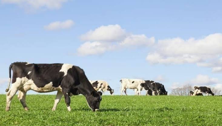 Cattle Purchase Verification Assistance