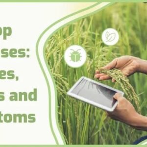 Crop Disease