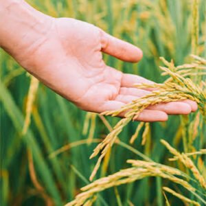 Crop Protection