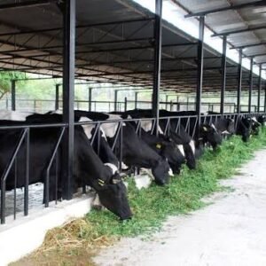 Dairy Farm Setup Consultation