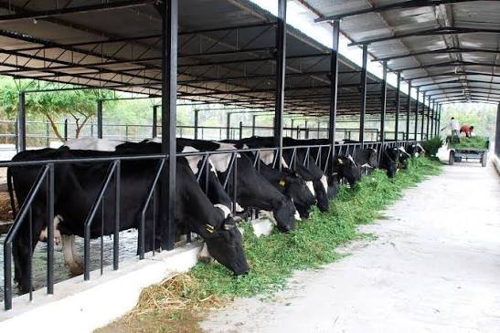 Dairy Farm Setup Consultation