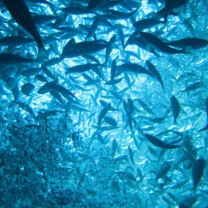 Fishery Health Advisory