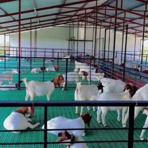 Goat Farm Setup Consultation