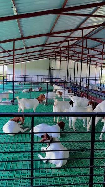 Goat Farm Setup Consultation