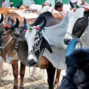 Livestock Insurance Enrolment