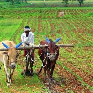 Organic Farming