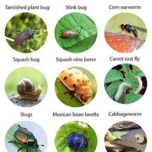 Pest Identification