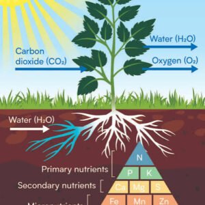 Plant Nutrition