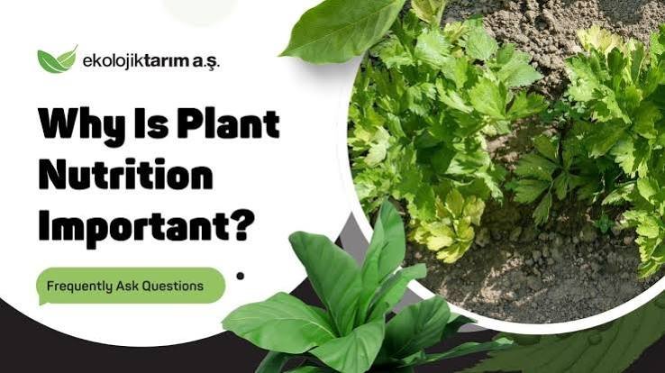 Plant Nutrition Advisory