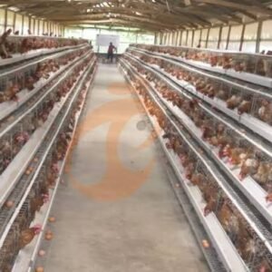 Poultry Farm Setup Consultation