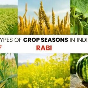 Seasonal Crop
