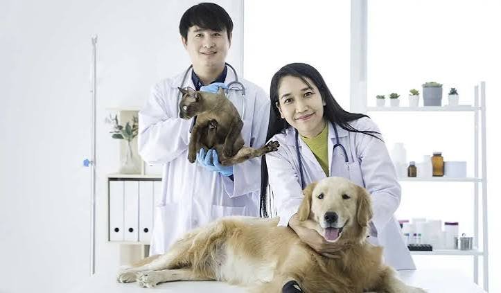 Veterinary Expert Consultation